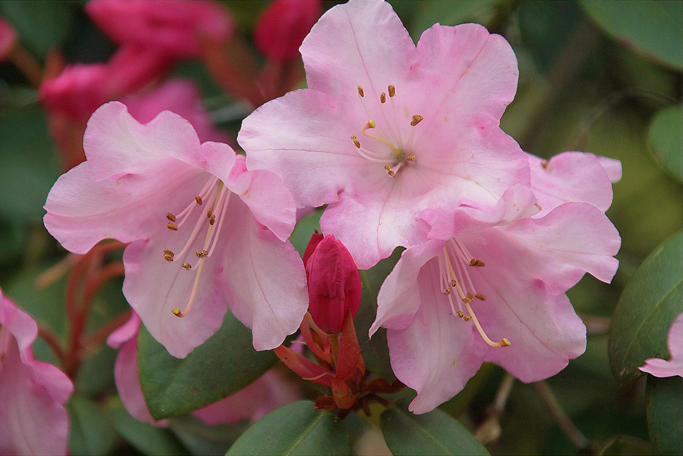 Rhododendron